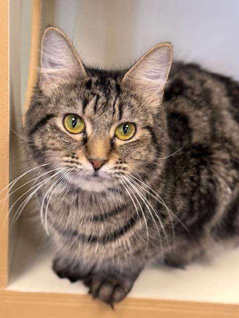 Enlarge Foxglove, an adopted Domestic Medium Hair in Norwalk, CT image 1/5