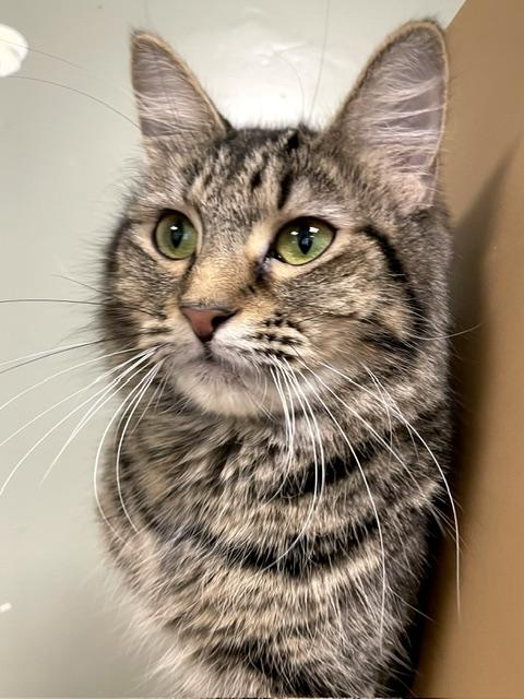 Enlarge Foxglove, an adopted Domestic Medium Hair in Norwalk, CT image 2/5