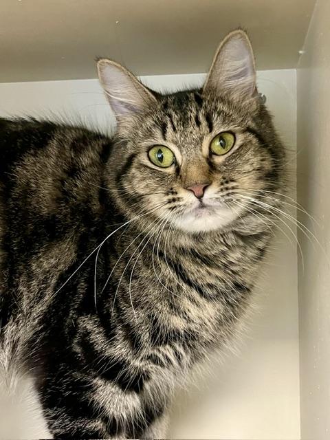 Enlarge Foxglove, an adopted Domestic Medium Hair in Norwalk, CT image 3/5