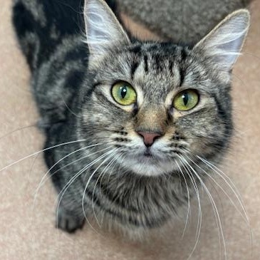 Enlarge Foxglove, an adopted Domestic Medium Hair in Norwalk, CT image 5/5