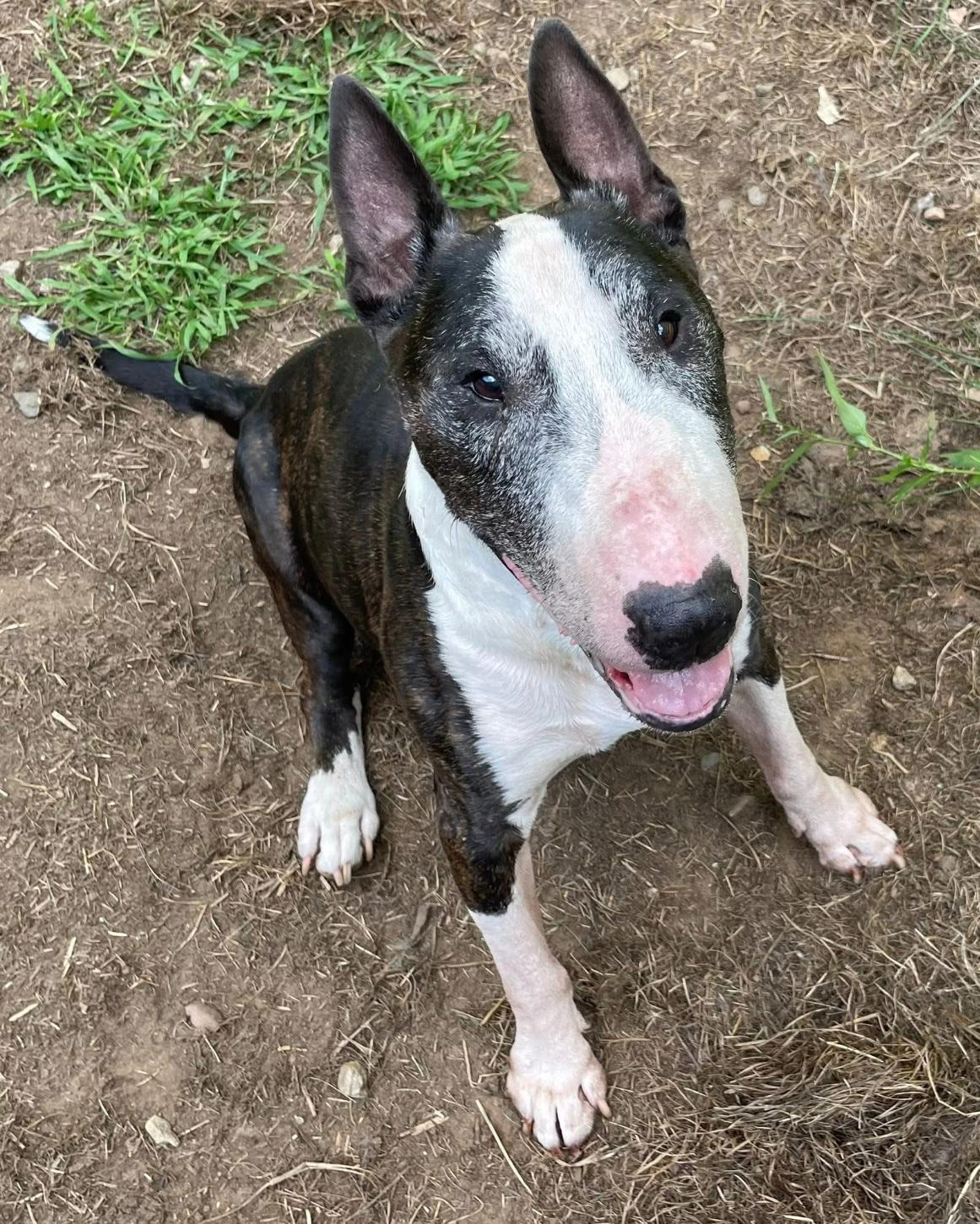 Enlarge Magoo, a ADOPTABLE Bull Terrier in Longmeadow, MA image 1/2