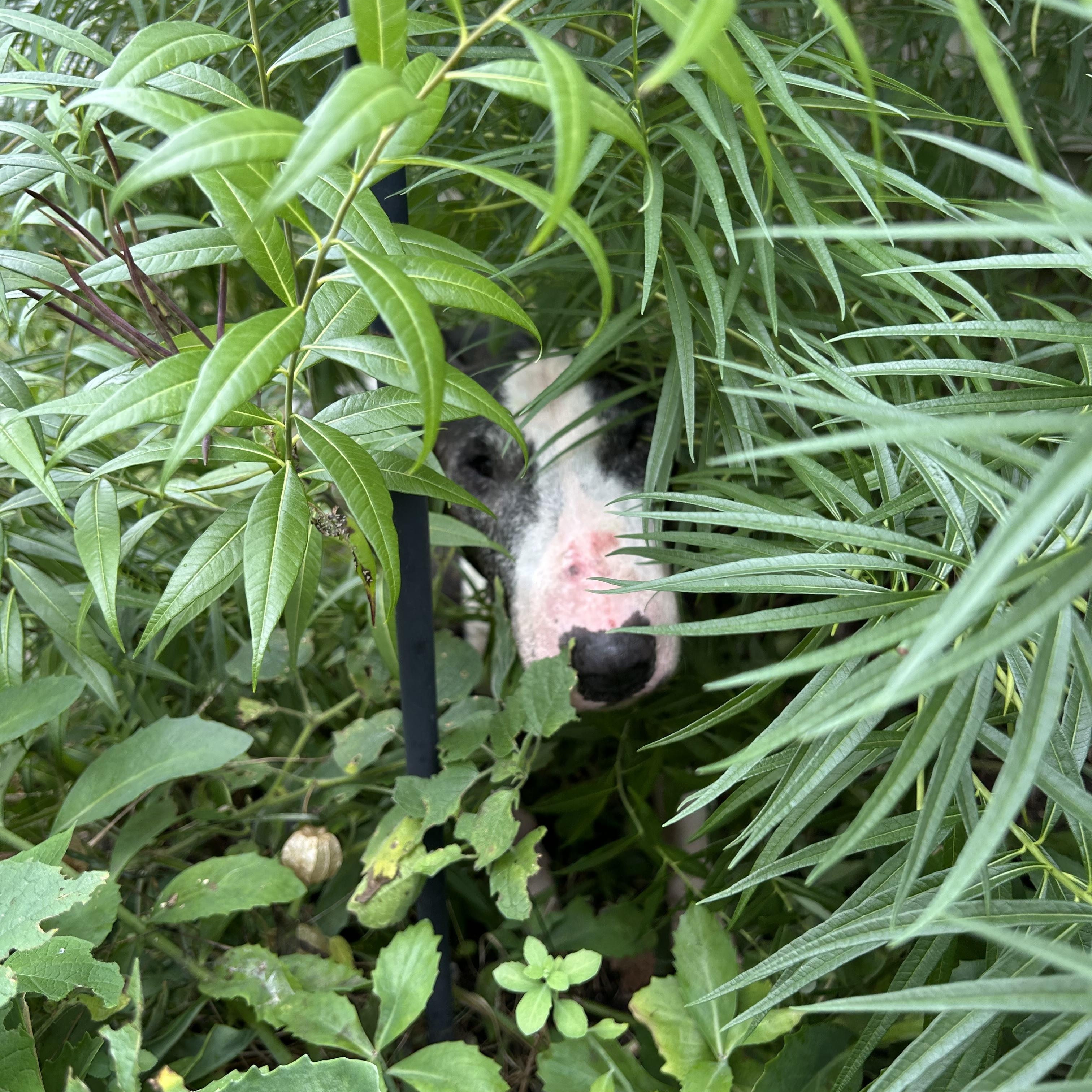 Enlarge Magoo, a ADOPTABLE Bull Terrier in Longmeadow, MA image 2/2