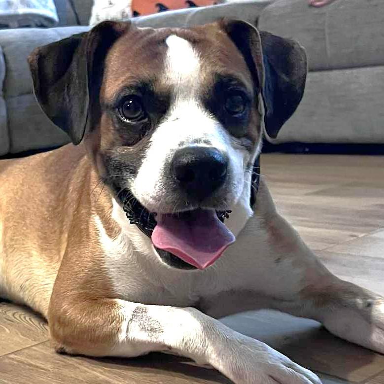 Ham, a Adoptable mixed breed in Tallahassee, FL image 1/5