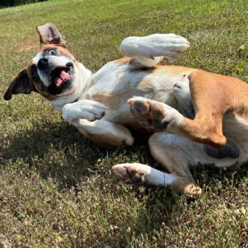 Ham, a Adoptable mixed breed in Tallahassee, FL image 2/5