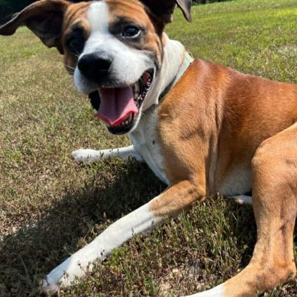 Ham, a Adoptable mixed breed in Tallahassee, FL image 3/5