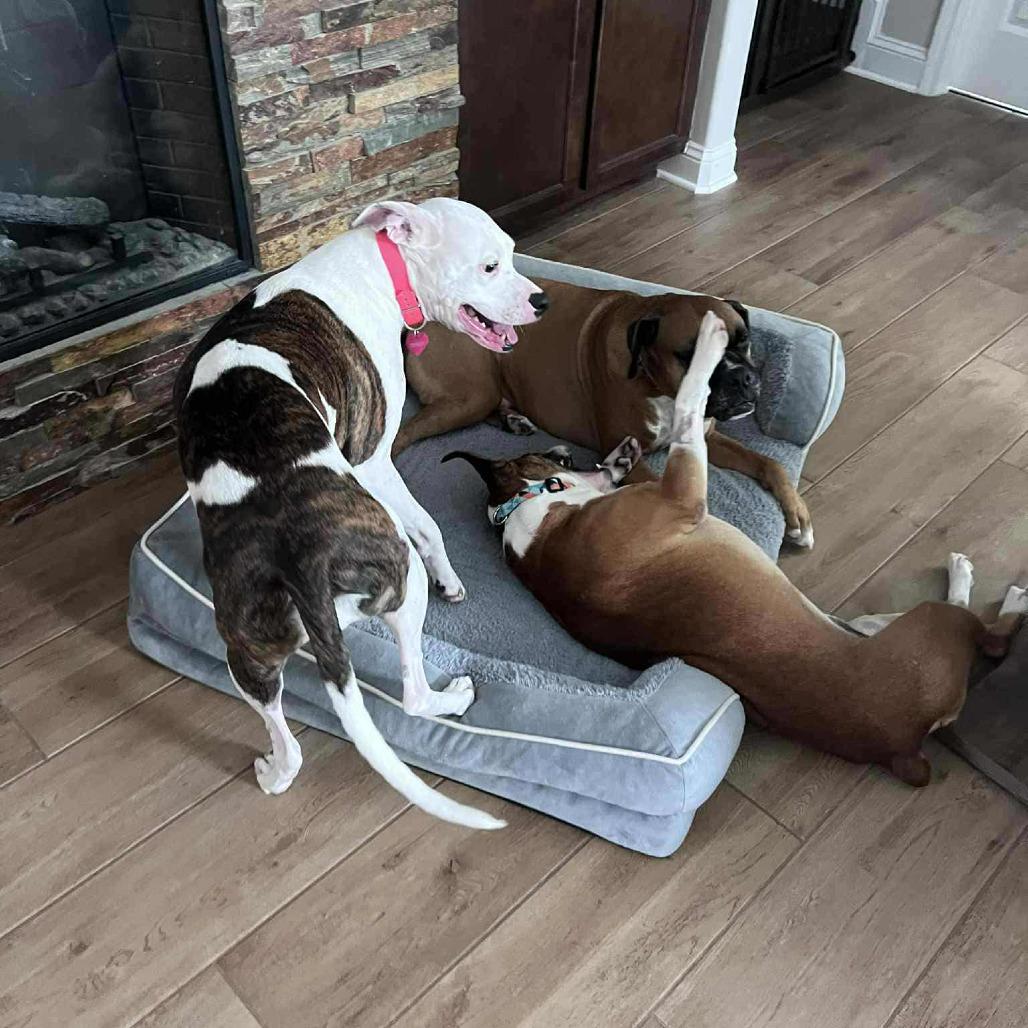 Ham, a Adoptable mixed breed in Tallahassee, FL image 4/5