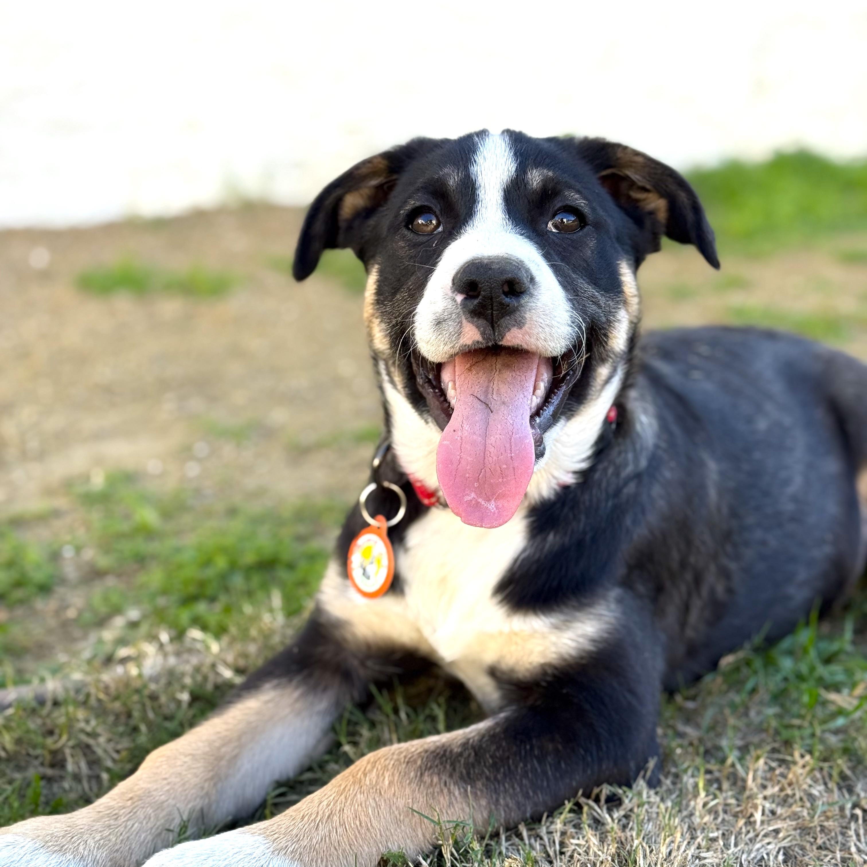 Enlarge Skittles, a ADOPTABLE mixed breed in Sun Valley, CA image 1/4