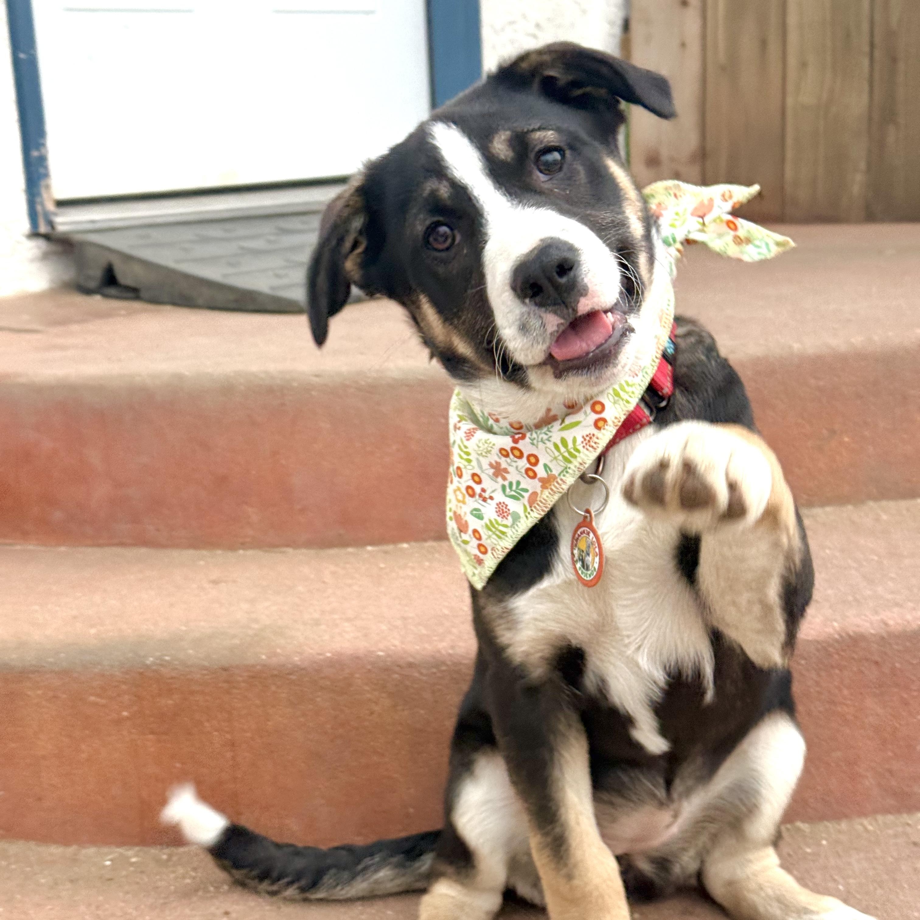 Skittles, adopted, Puppy Female Australian Shepherd & Bernese Mountain Dog.