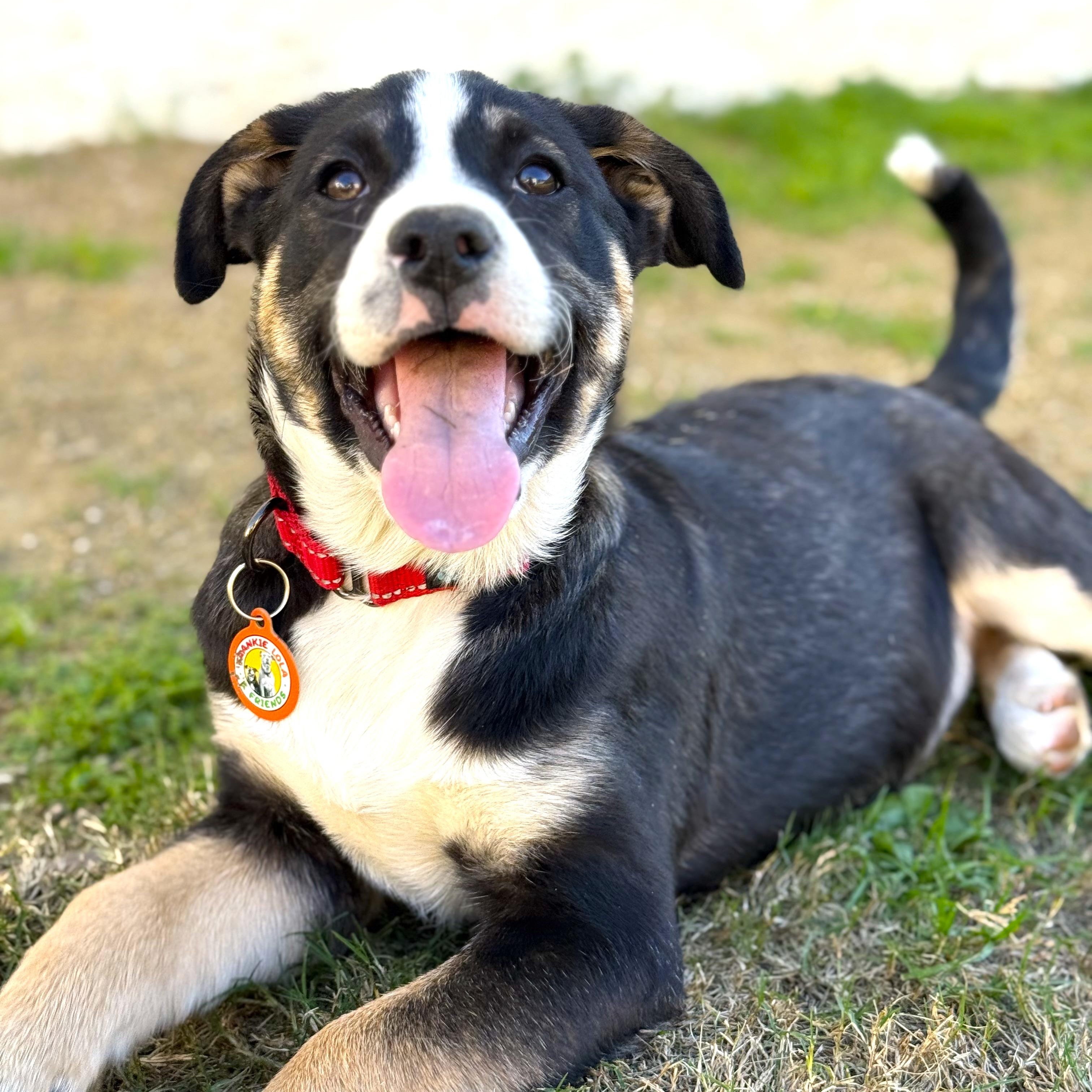 Enlarge Skittles, a ADOPTABLE mixed breed in Sun Valley, CA image 2/4