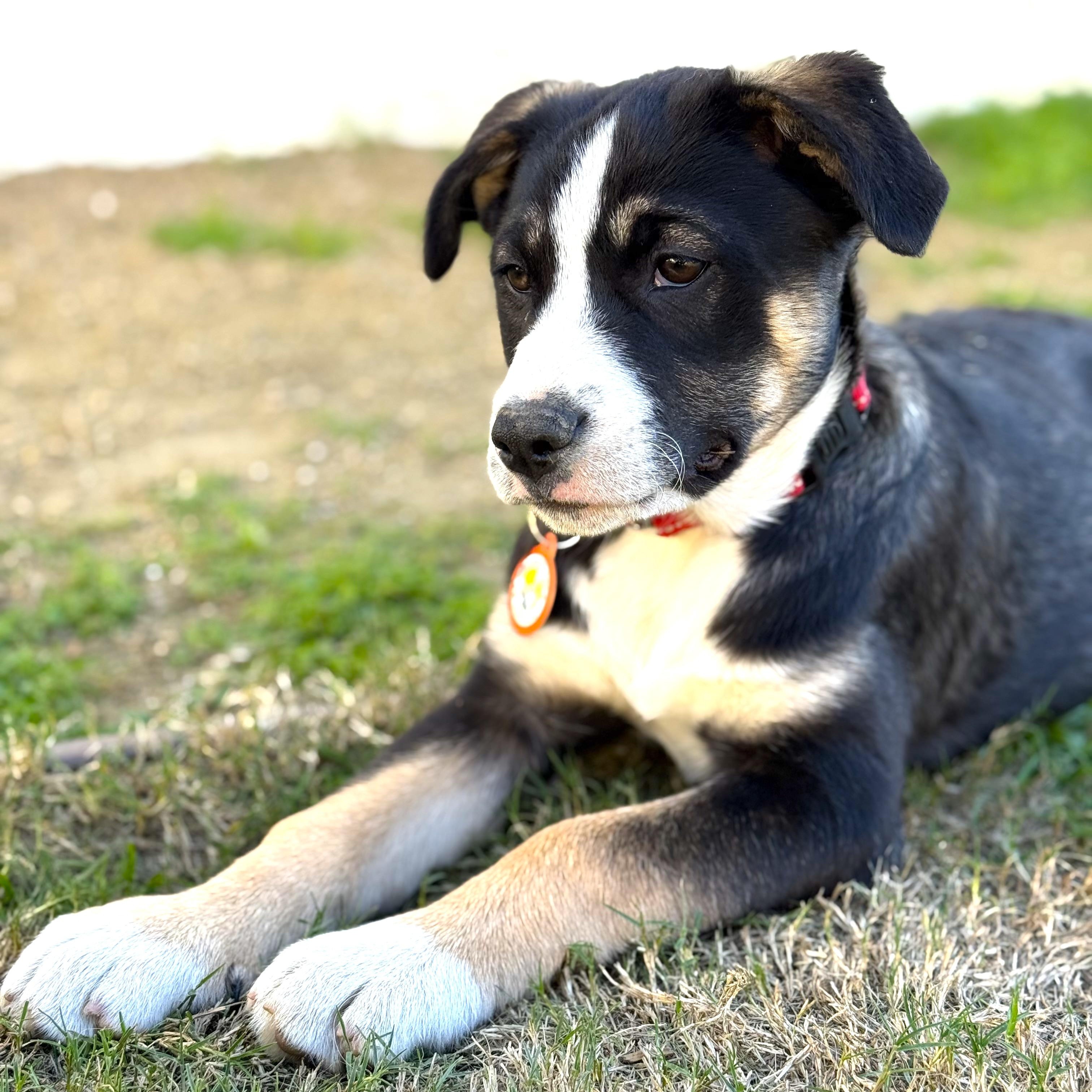 Enlarge Skittles, a ADOPTABLE mixed breed in Sun Valley, CA image 4/4