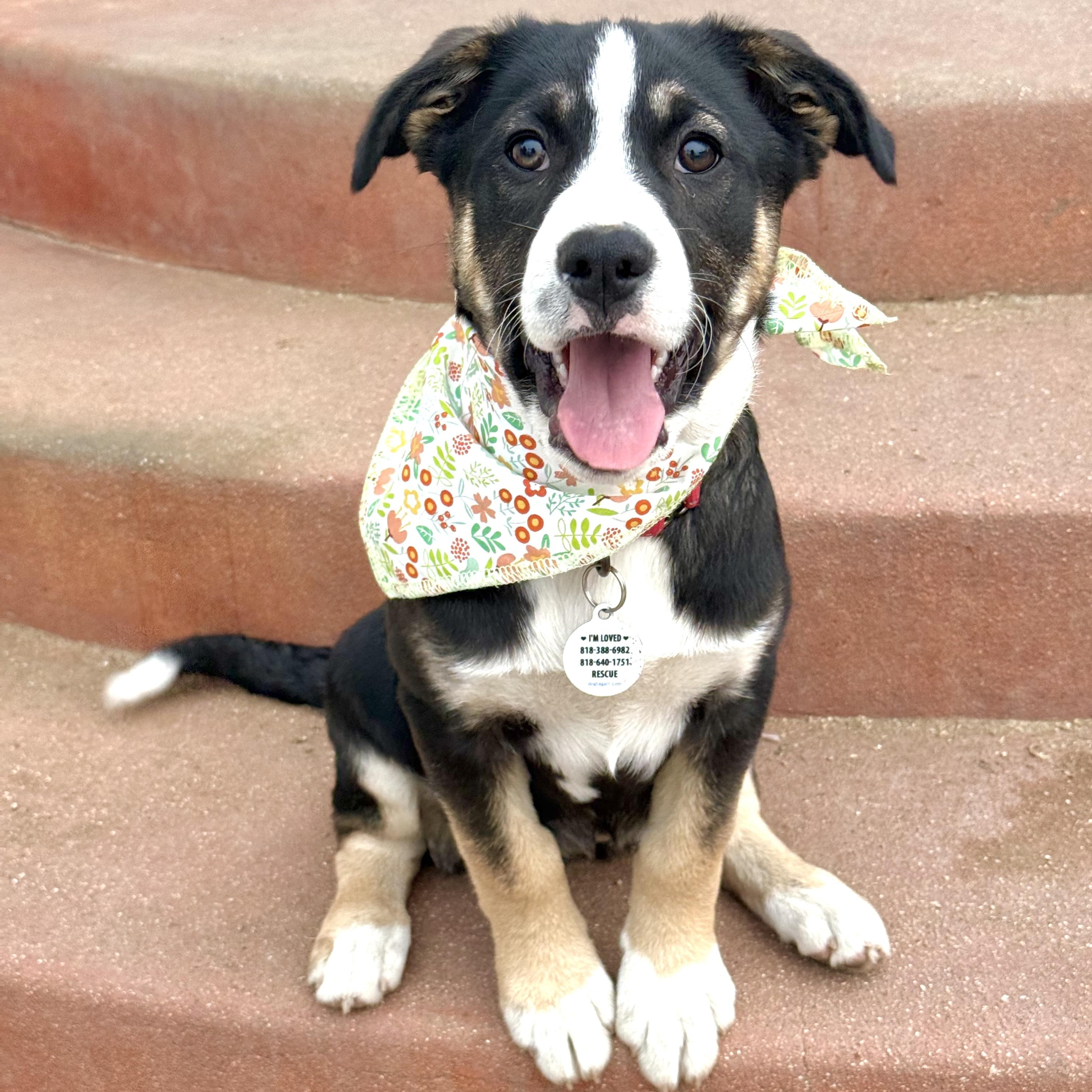 Skittles, ADOPTABLE, Puppy Female Australian Shepherd & Bernese Mountain Dog.