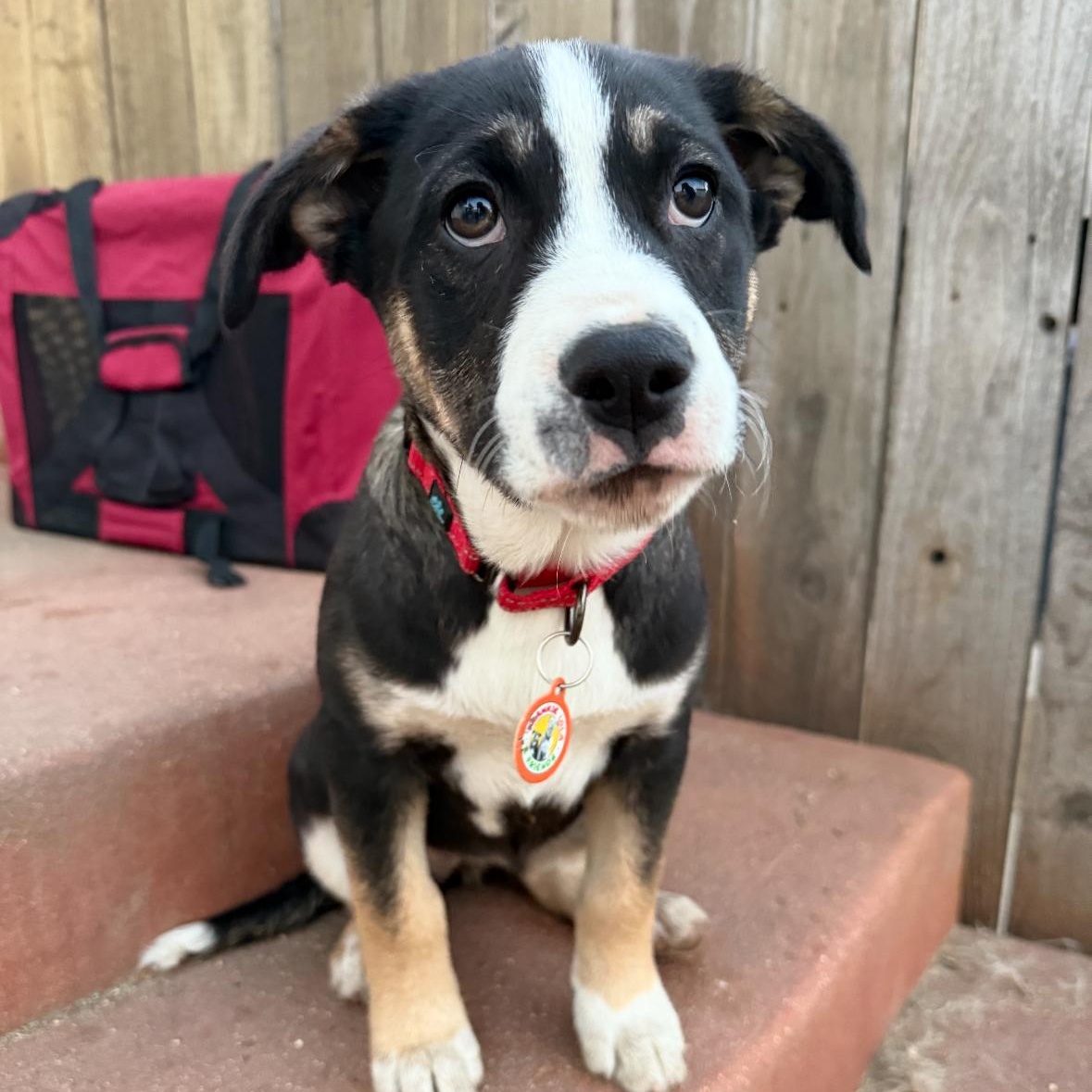 Skittles, ADOPTABLE, Puppy Female Australian Shepherd & Bernese Mountain Dog.