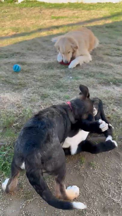 Enlarge Skittles, a ADOPTABLE mixed breed in Sun Valley, CA video 3/4