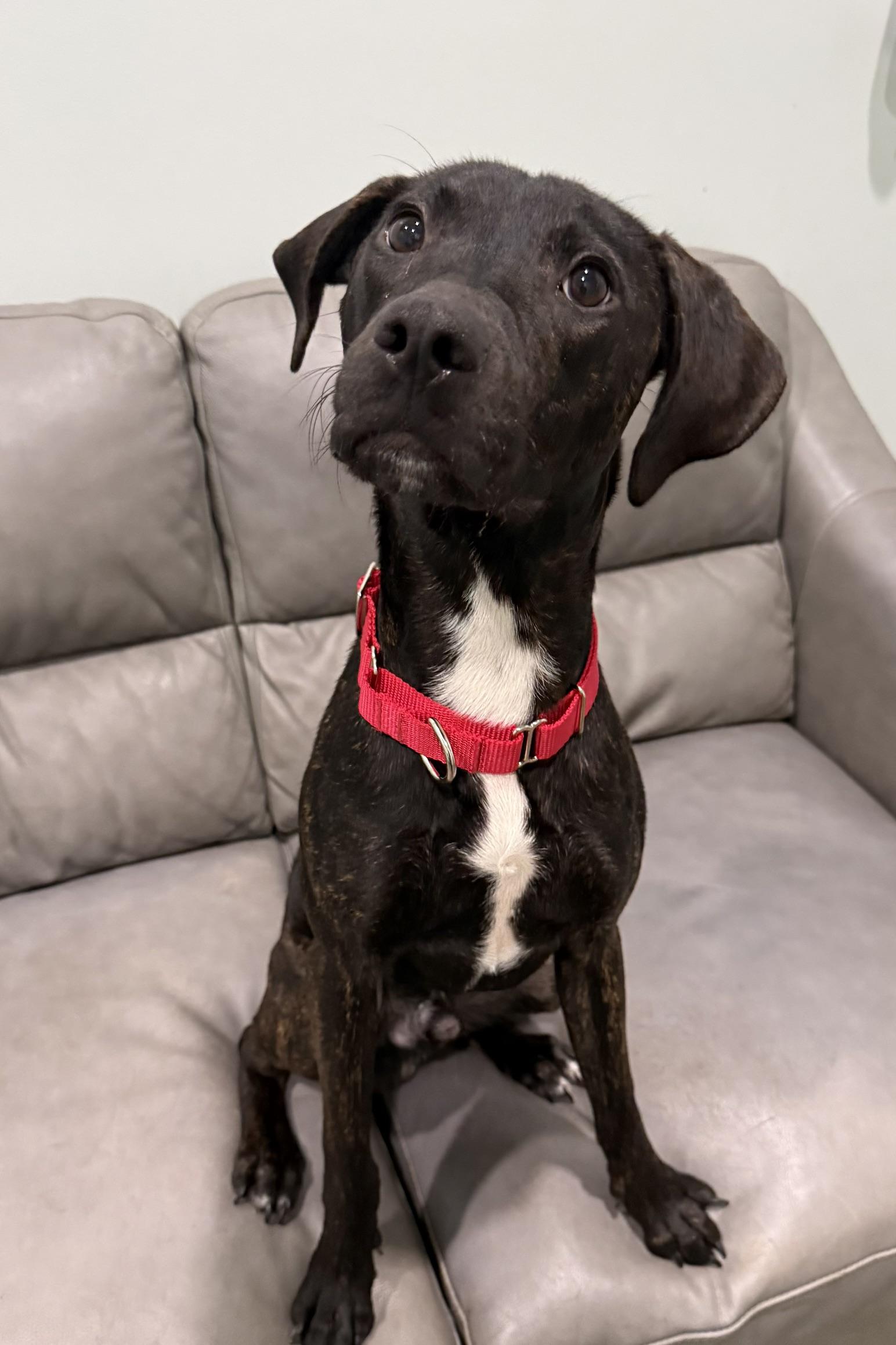 Myles-Currently Enrolled in Prison Training Program, Adoptable, Young Male Mixed Breed.