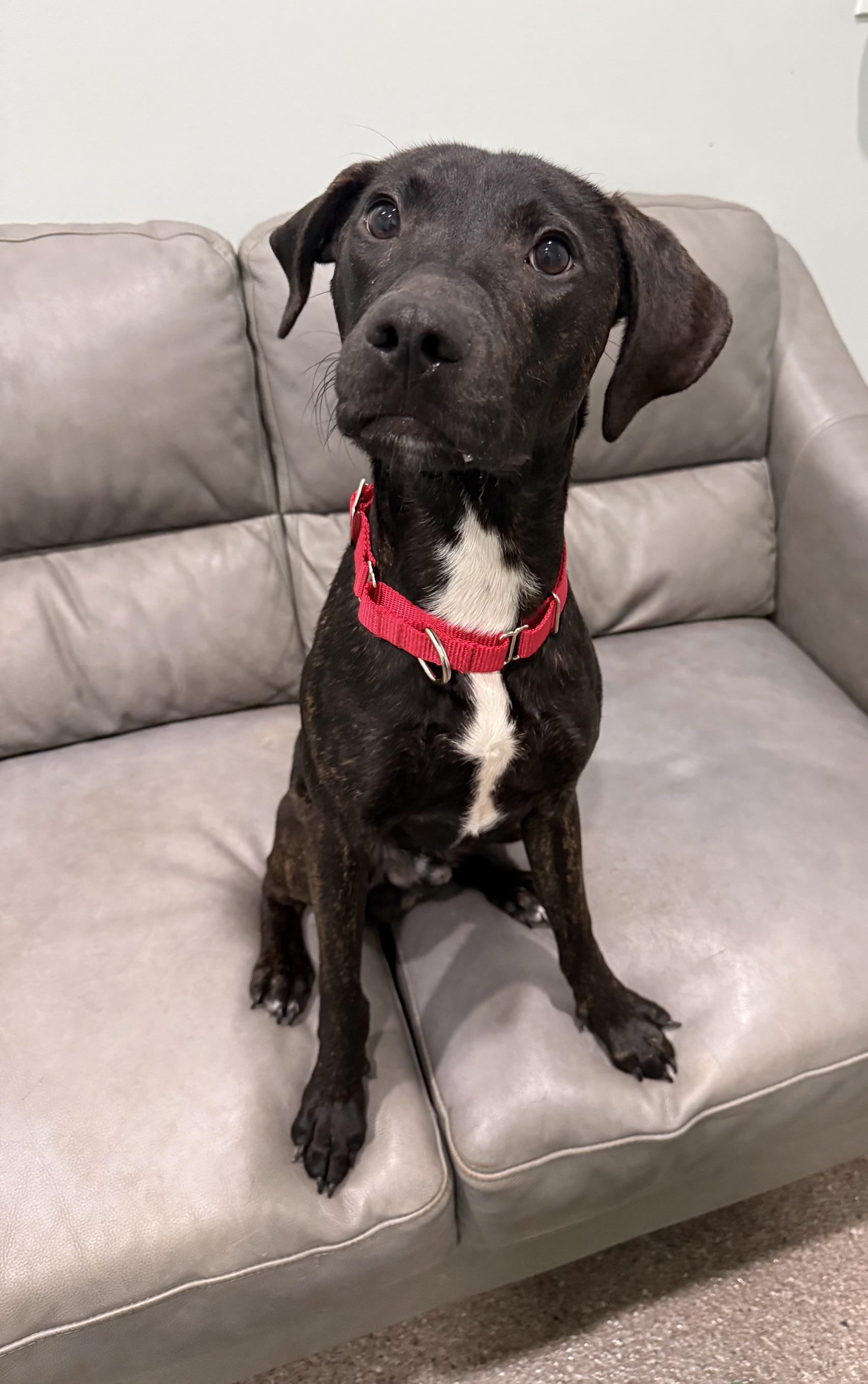 Enlarge Myles-Currently Enrolled in Prison Training Program, a Adoptable mixed breed in Sault Sainte Marie, MI image 2/2