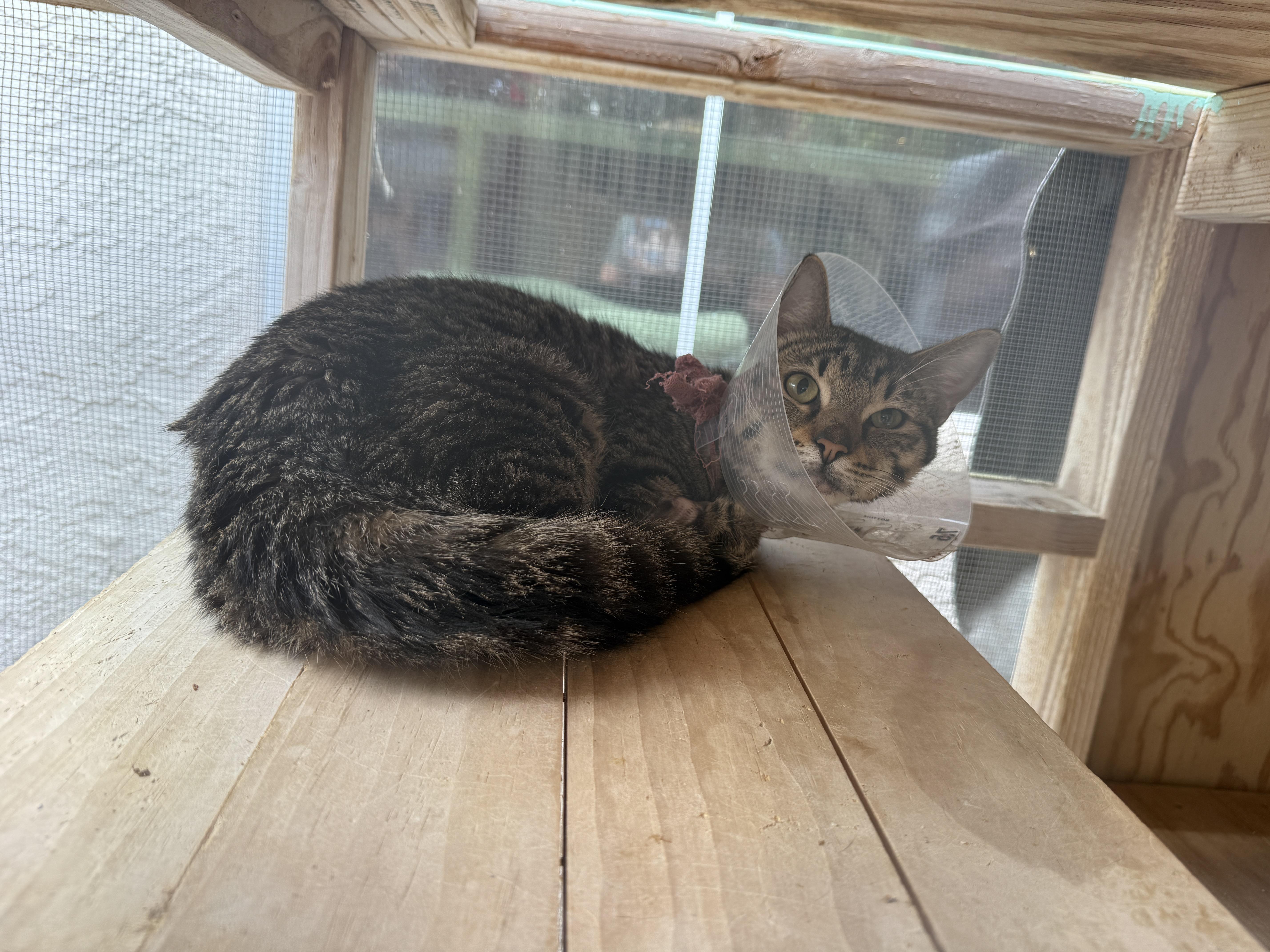 Enlarge Bishop, a ADOPTABLE Domestic Short Hair in Oceanside, CA image 4/4