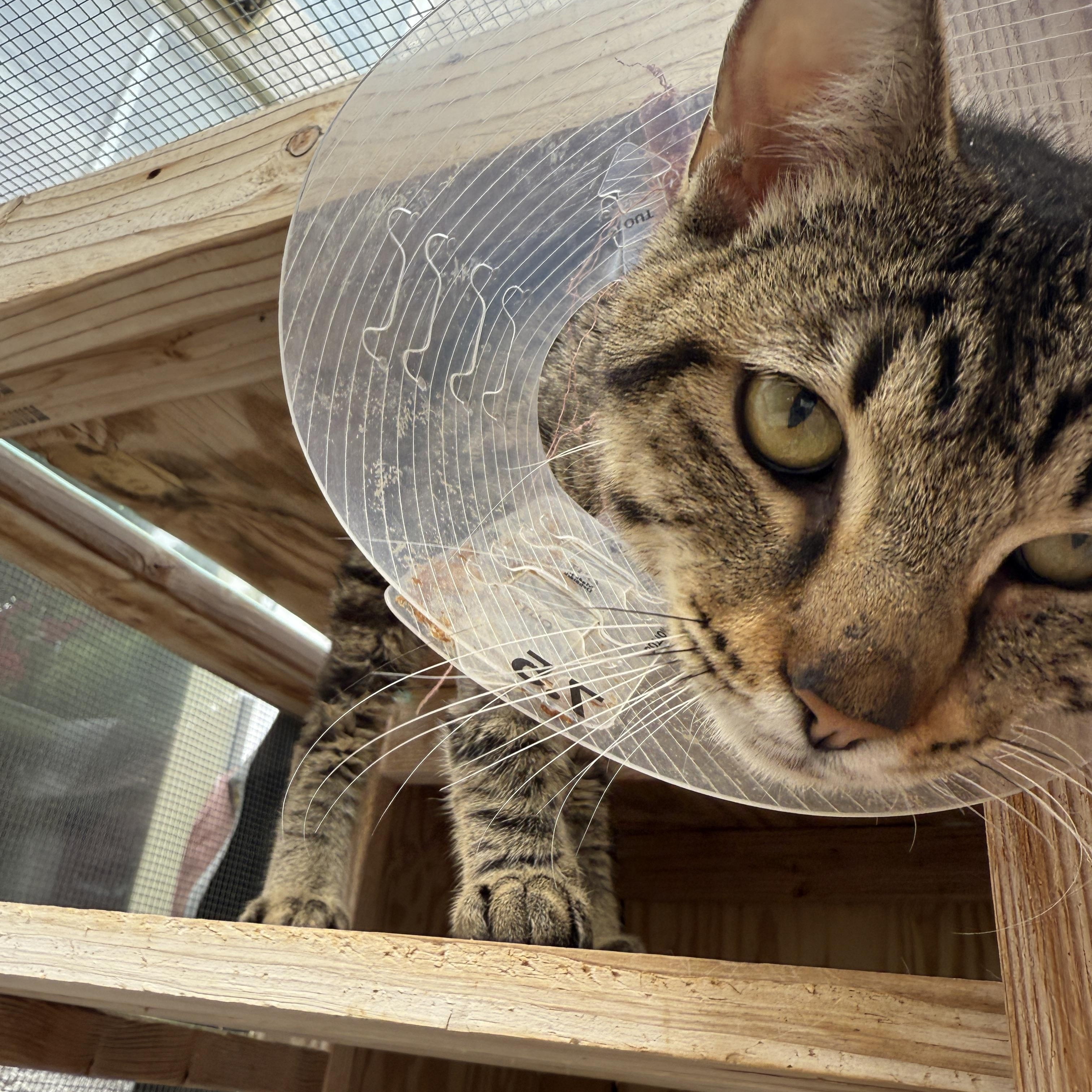 Bishop, ADOPTABLE, Adult Male Domestic Short Hair.