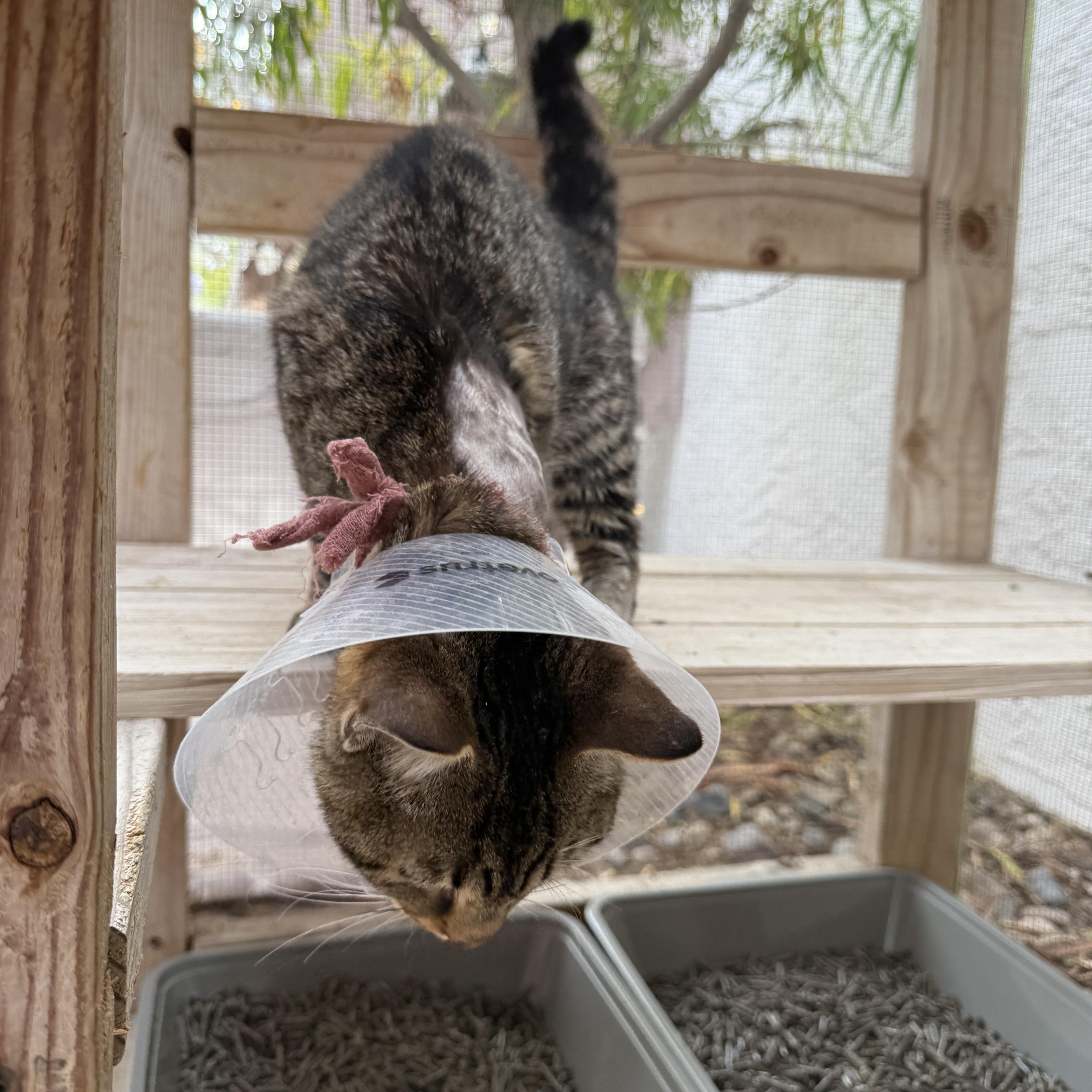 Enlarge Bishop, a ADOPTABLE Domestic Short Hair in Oceanside, CA image 3/4