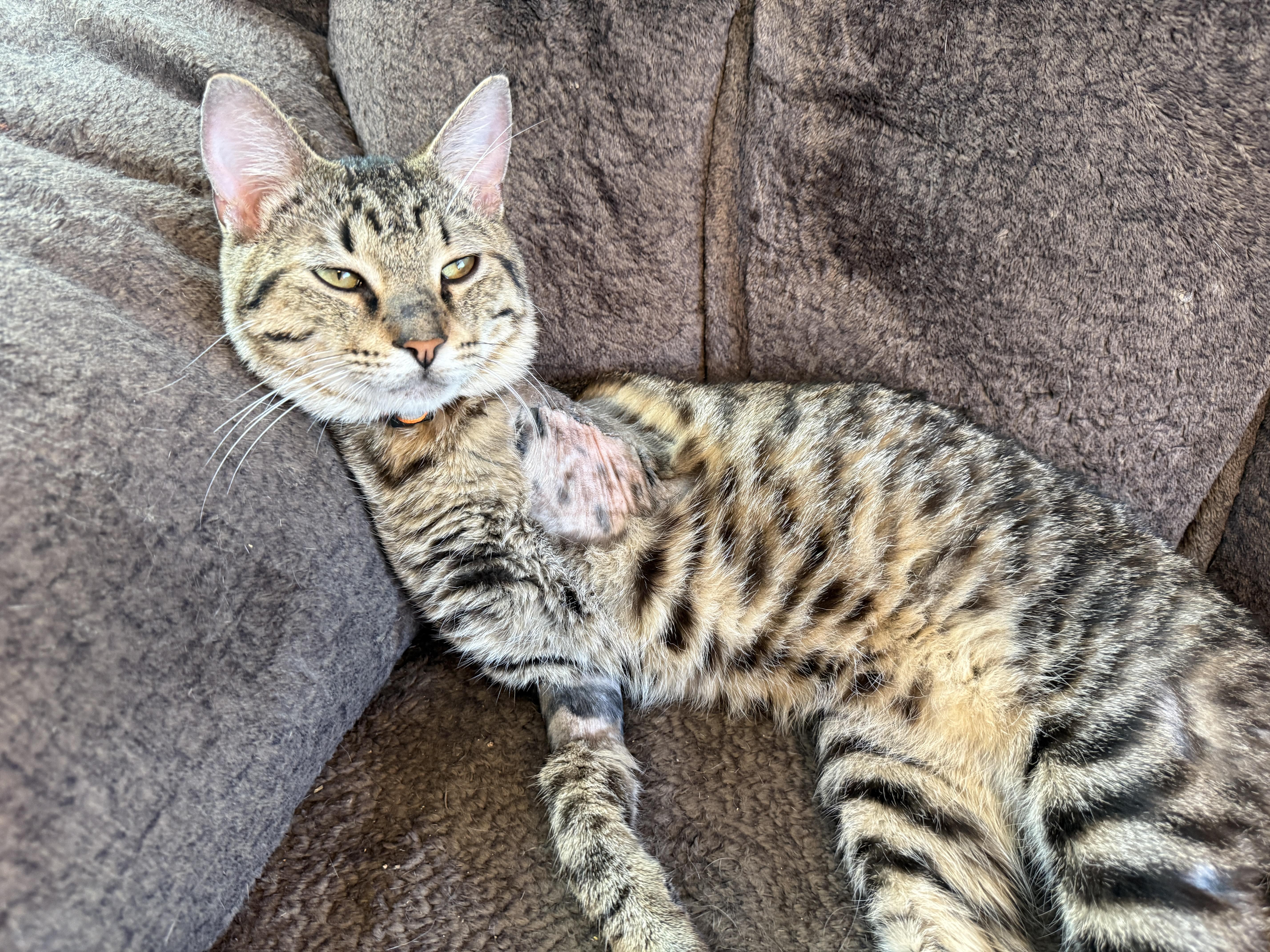 Bishop, ADOPTABLE, Adult Male Domestic Short Hair.
