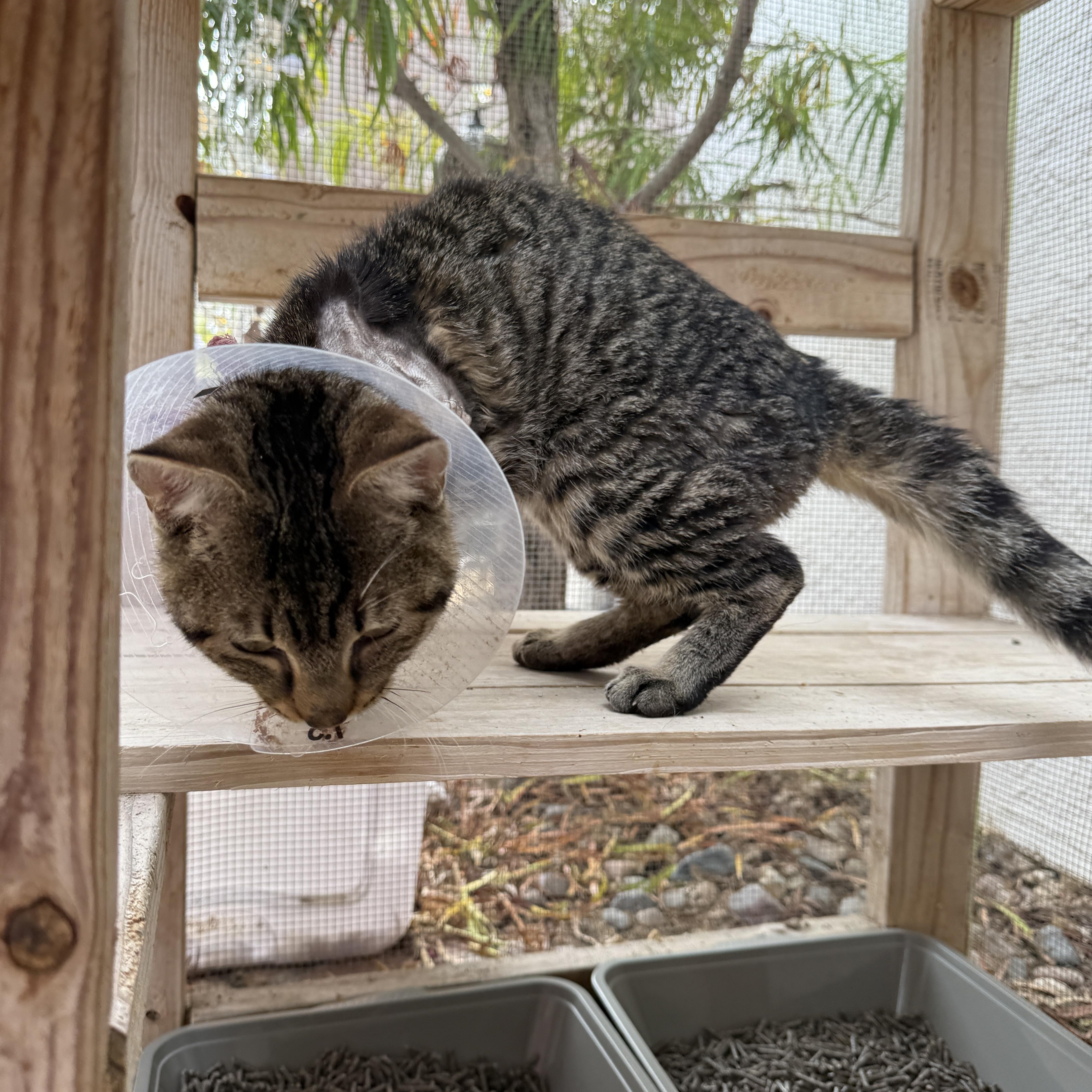 Enlarge Bishop, a ADOPTABLE Domestic Short Hair in Oceanside, CA image 2/4