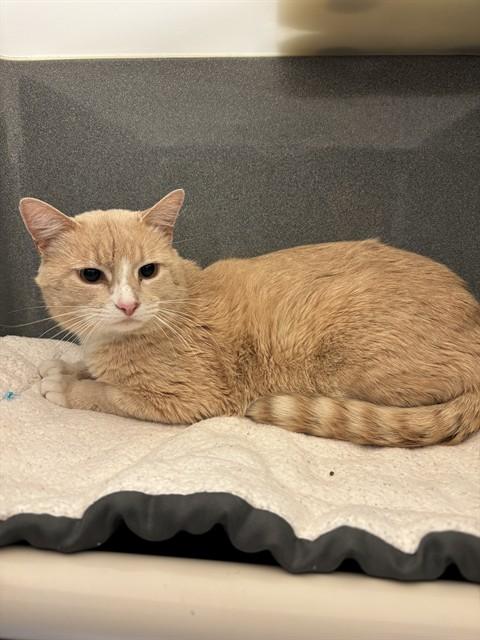 FIGARO, Adoptable, Adult Male Domestic Short Hair.