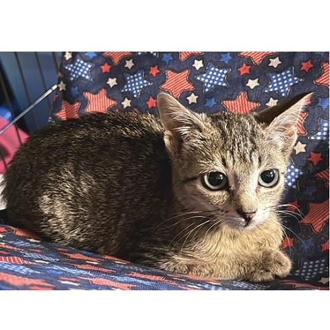 Enlarge Gidget, a Adoptable Tabby in Salt Lake City, UT image 2/3