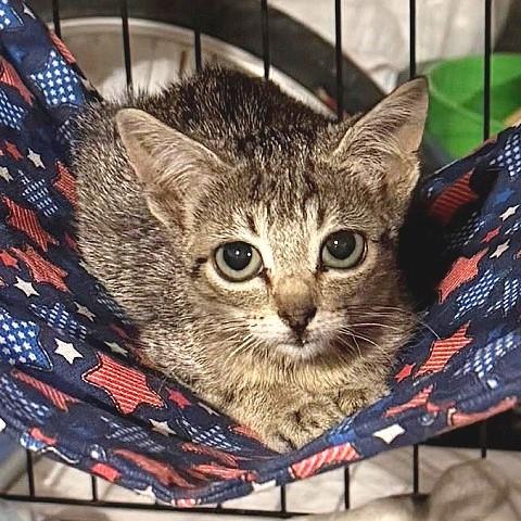 Gidget, Adoptable, Kitten Female Tabby.
