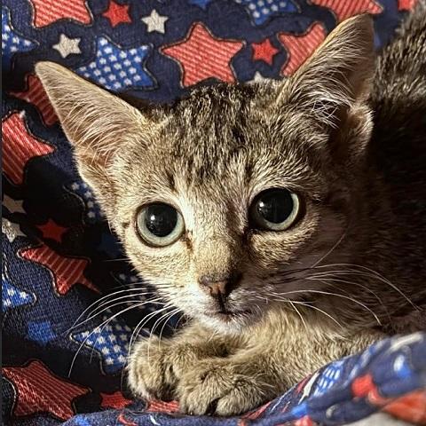 Enlarge Gidget, a Adoptable Tabby in Salt Lake City, UT image 3/3