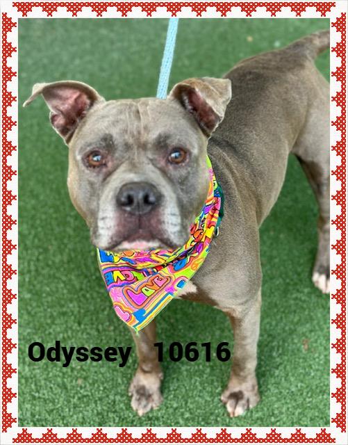 ODYSSEY