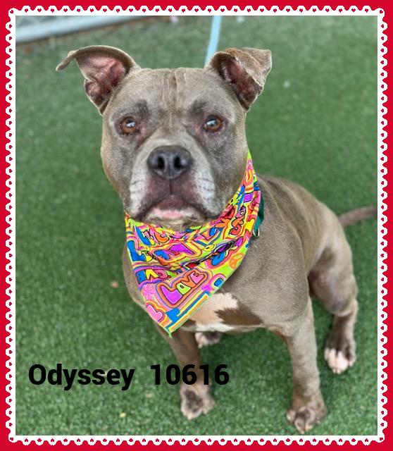 ODYSSEY
