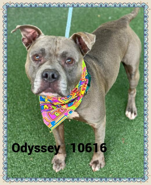 ODYSSEY