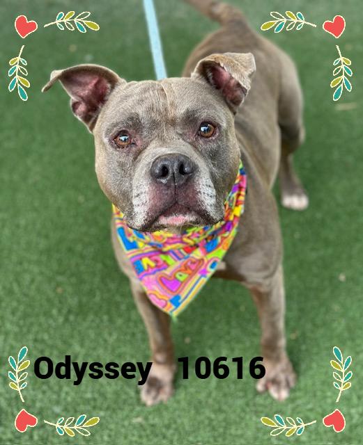 ODYSSEY