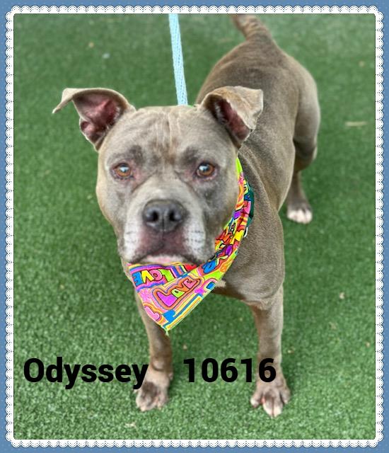 ODYSSEY