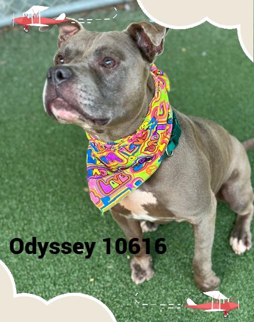 ODYSSEY