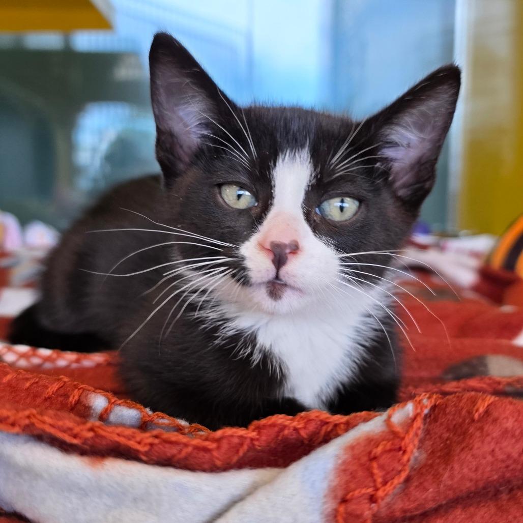 Criss Cross, Adoptable, Kitten Male Domestic Medium Hair.