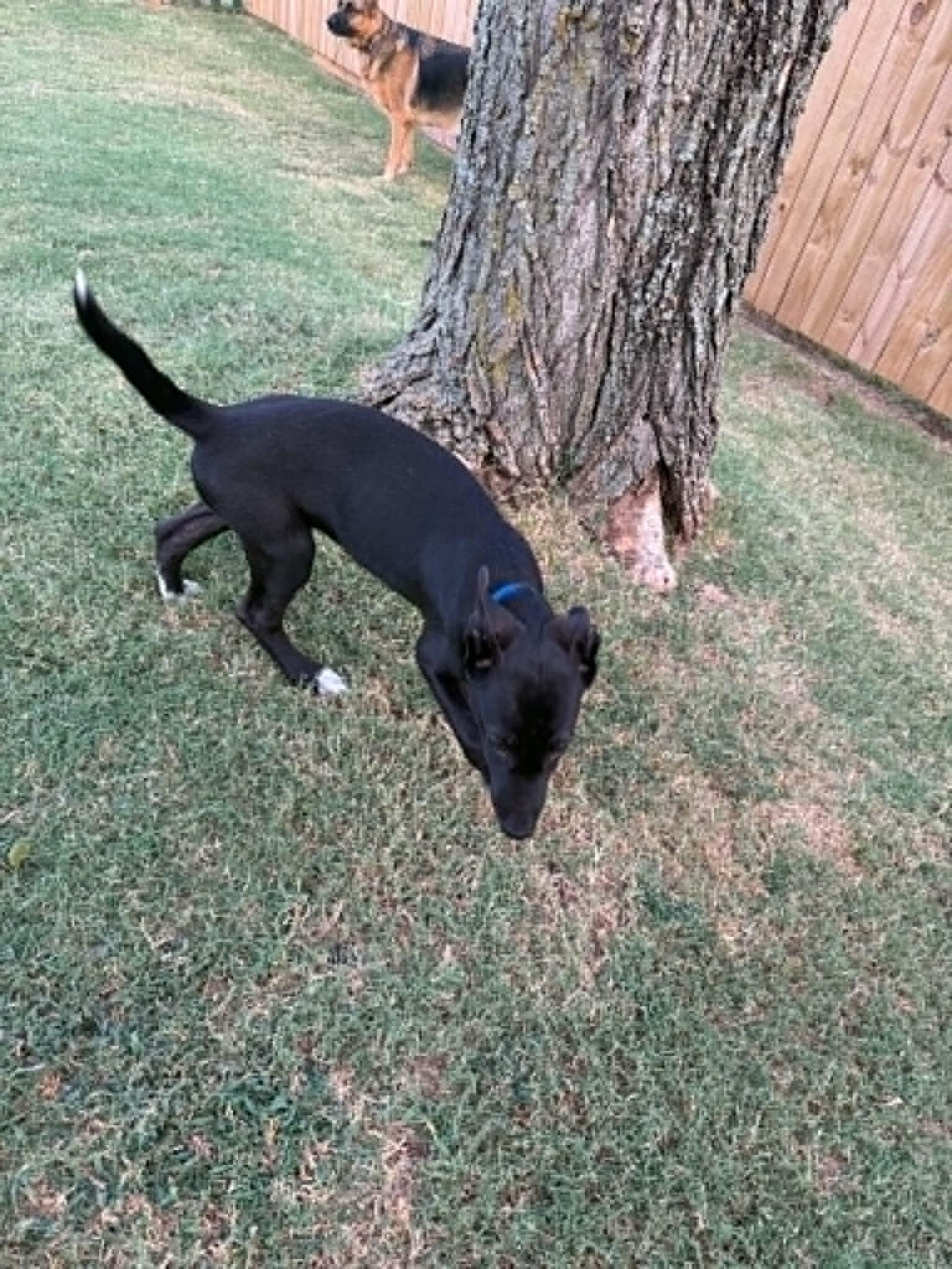 Enlarge Chocolate, a ADOPTABLE mixed breed in Oklahoma City, OK image 2/3