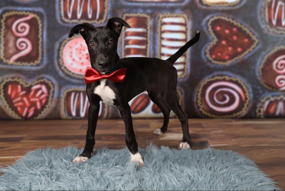 Enlarge Chocolate, a Adoptable mixed breed in Oklahoma City, OK image 5/6