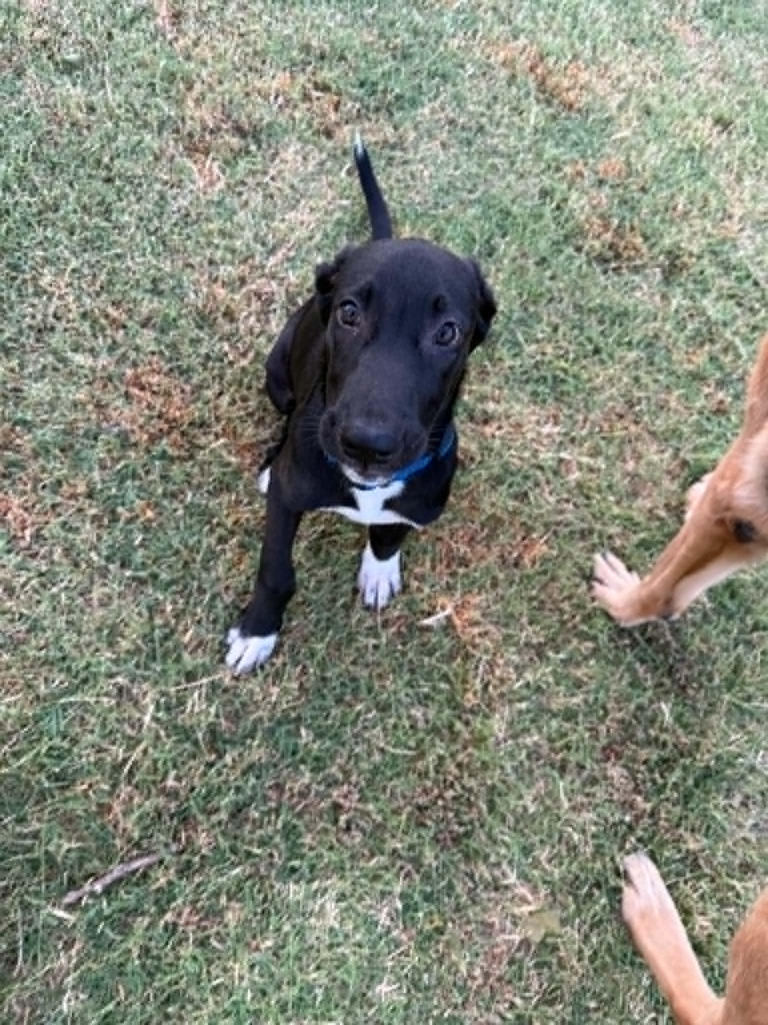 Enlarge Chocolate, a ADOPTABLE mixed breed in Oklahoma City, OK image 1/3