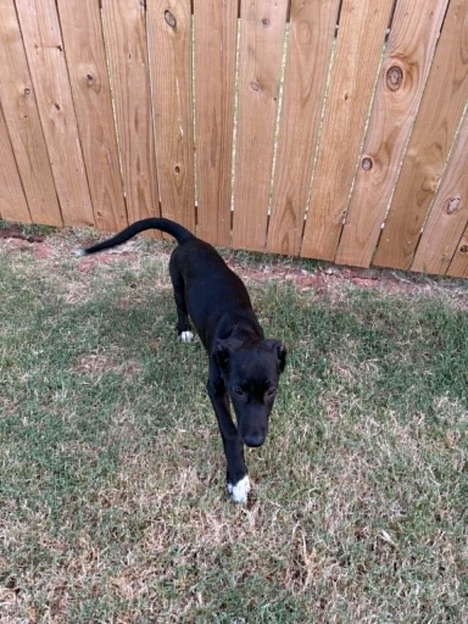 Enlarge Chocolate, a ADOPTABLE mixed breed in Oklahoma City, OK image 3/3