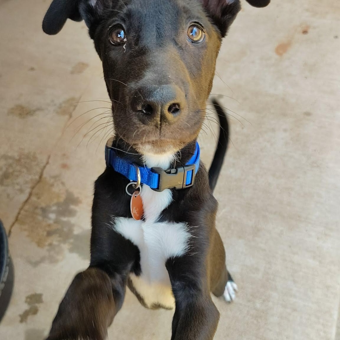 Enlarge Chocolate, a Adoptable mixed breed in Oklahoma City, OK image 4/6