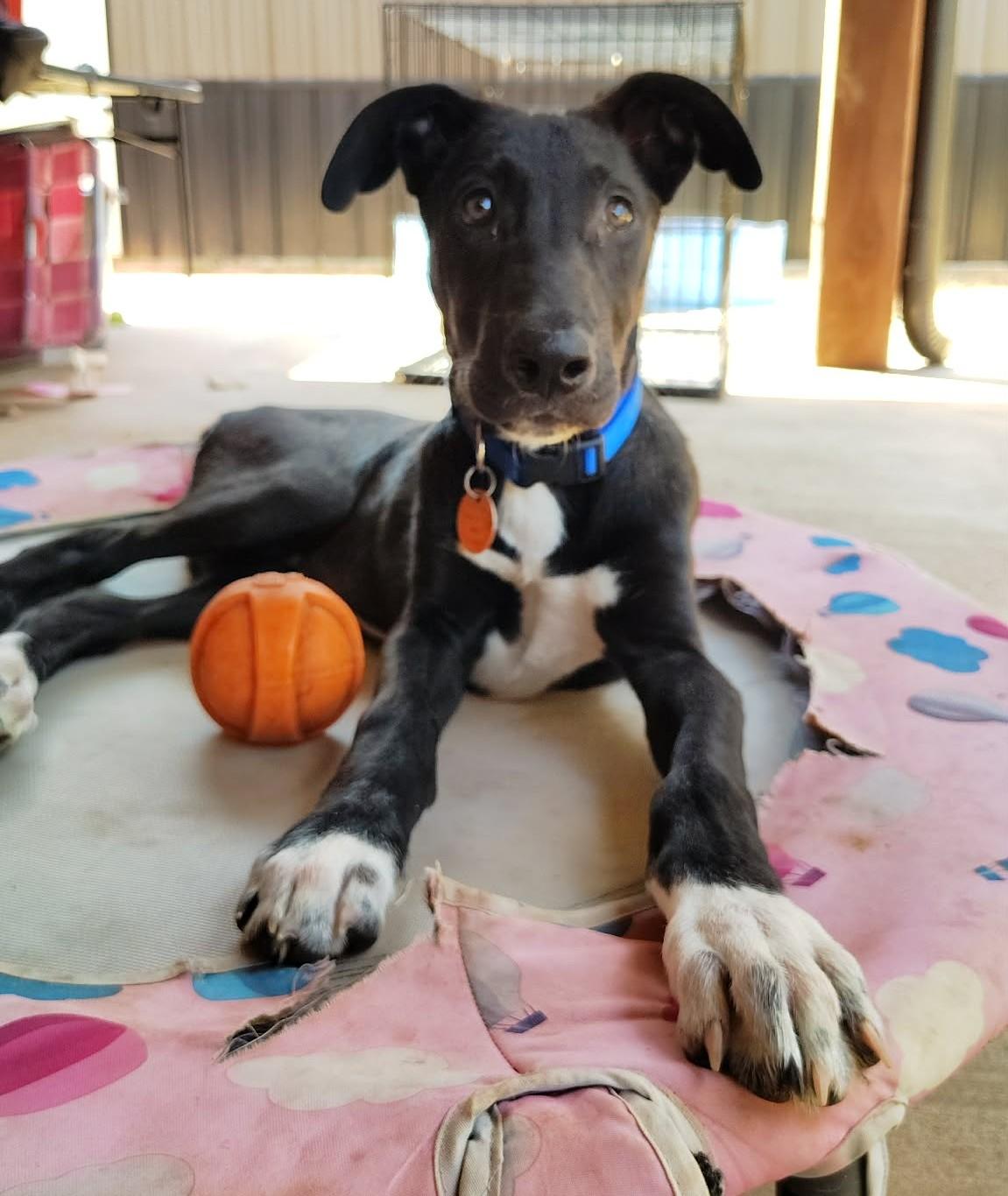 Enlarge Chocolate, a Adoptable mixed breed in Oklahoma City, OK image 2/6
