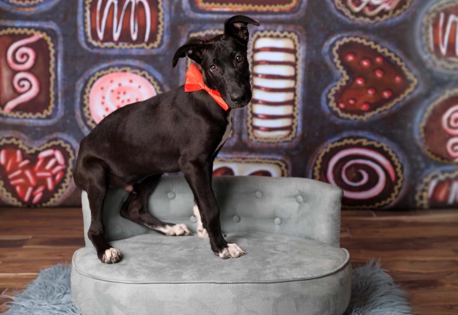 Enlarge Chocolate, a Adoptable mixed breed in Oklahoma City, OK image 6/6