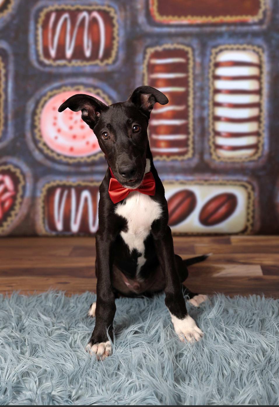 Enlarge Chocolate, a Adoptable mixed breed in Oklahoma City, OK image 1/6