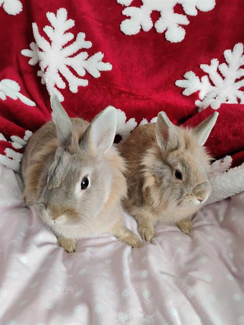 Enlarge ARCHIE, a Adoptable Bunny Rabbit in Toronto, ON image 1/1