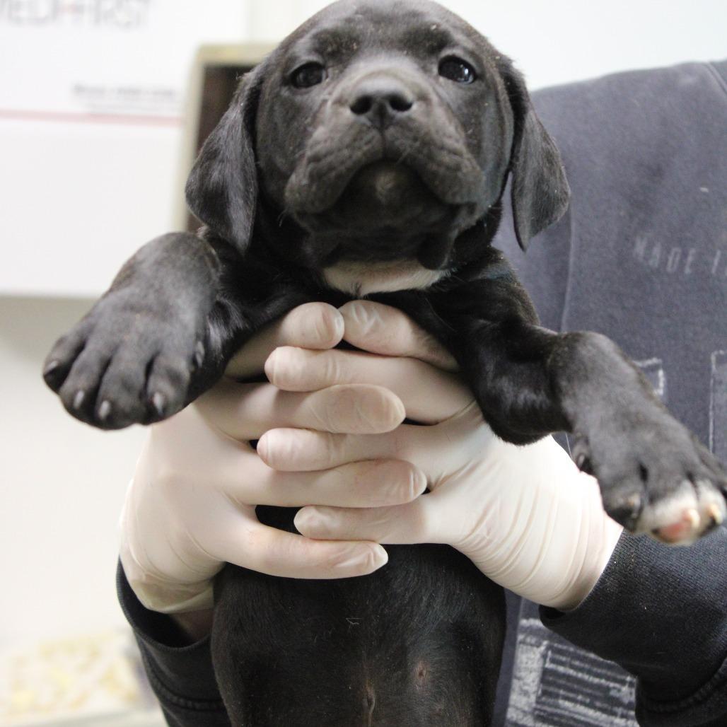 Enlarge Avalon, a Adoptable mixed breed in Hattiesburg, MS image 1/1