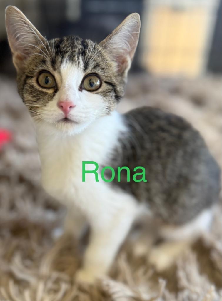 Rona thumbnail 2