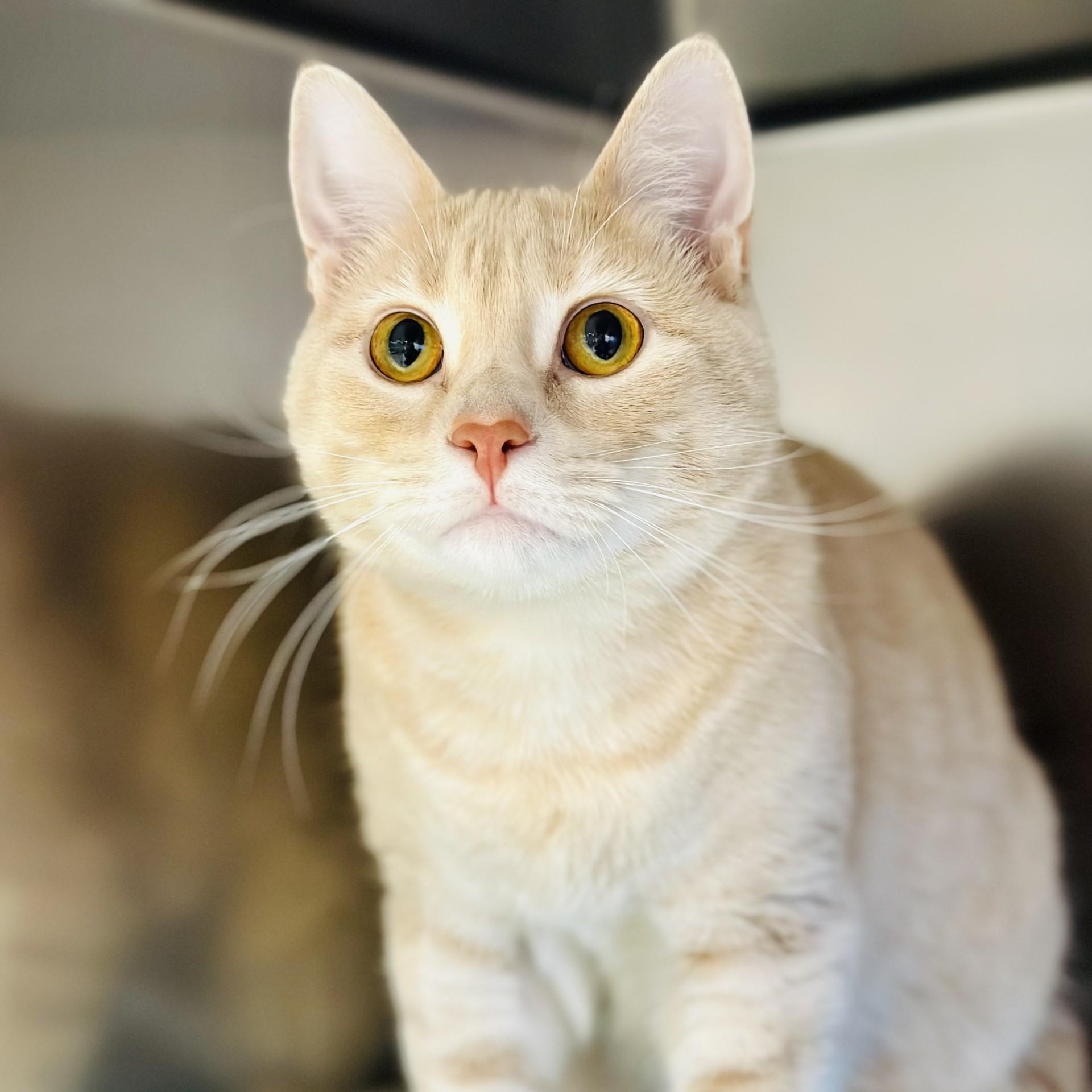 Enlarge Buffy, a ADOPTABLE Domestic Short Hair in Manahawkin, NJ image 2/2