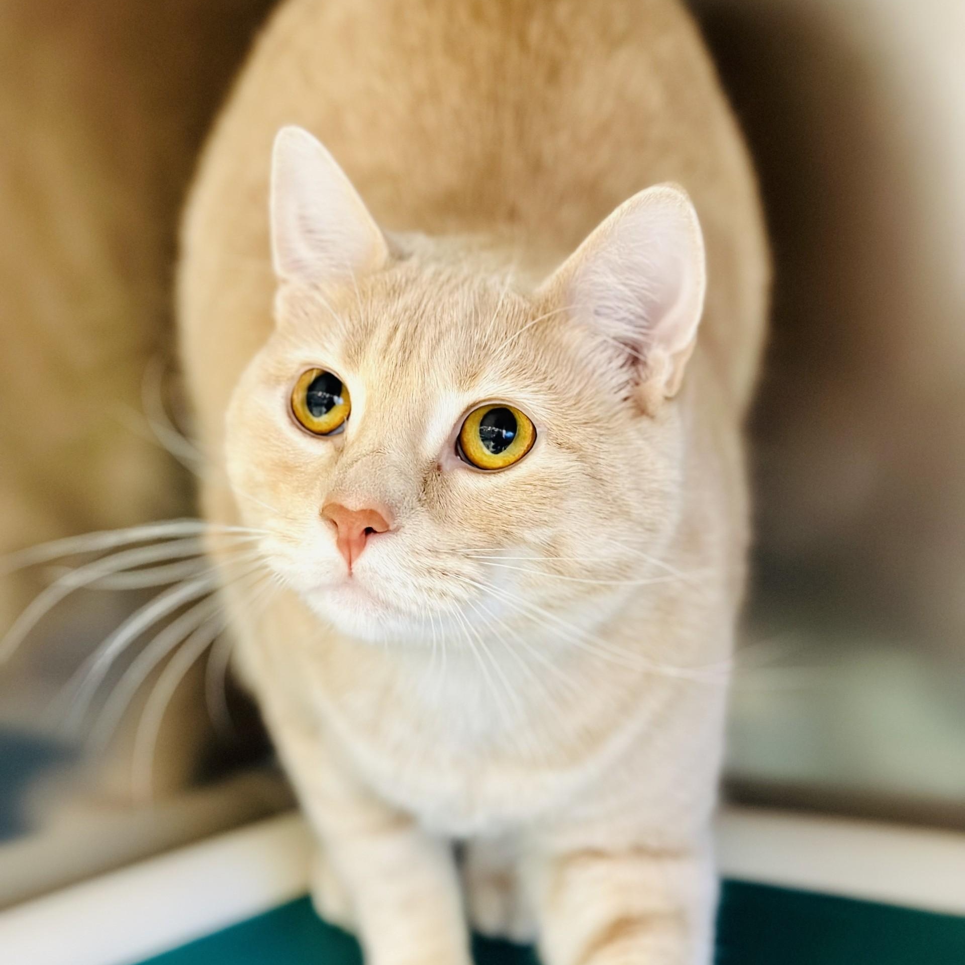 Enlarge Buffy, a ADOPTABLE Domestic Short Hair in Manahawkin, NJ image 1/2