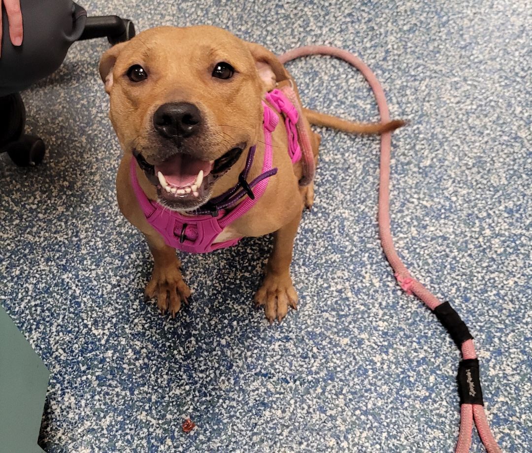 Enlarge Brie, a Adoptable mixed breed in Margate, FL image 1/6