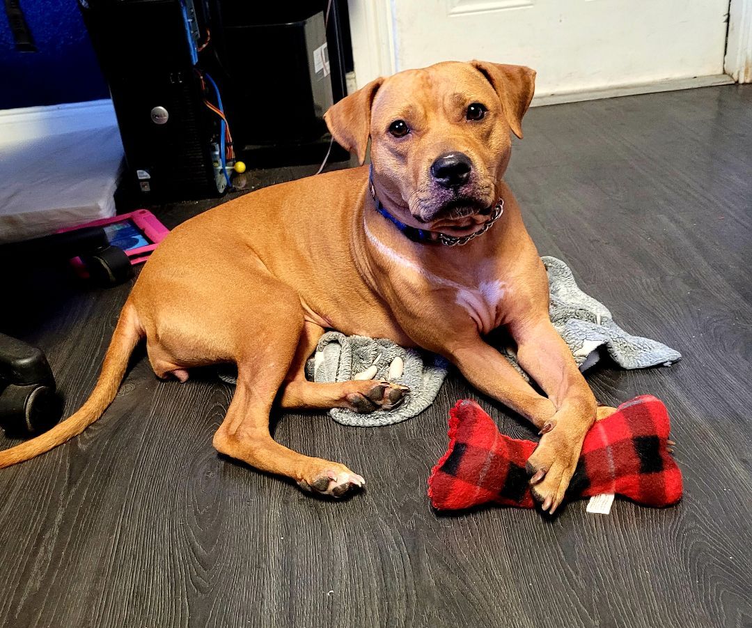 Enlarge Brie, a Adoptable mixed breed in Margate, FL image 2/6